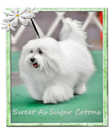 Sweet As Sugar Cotons